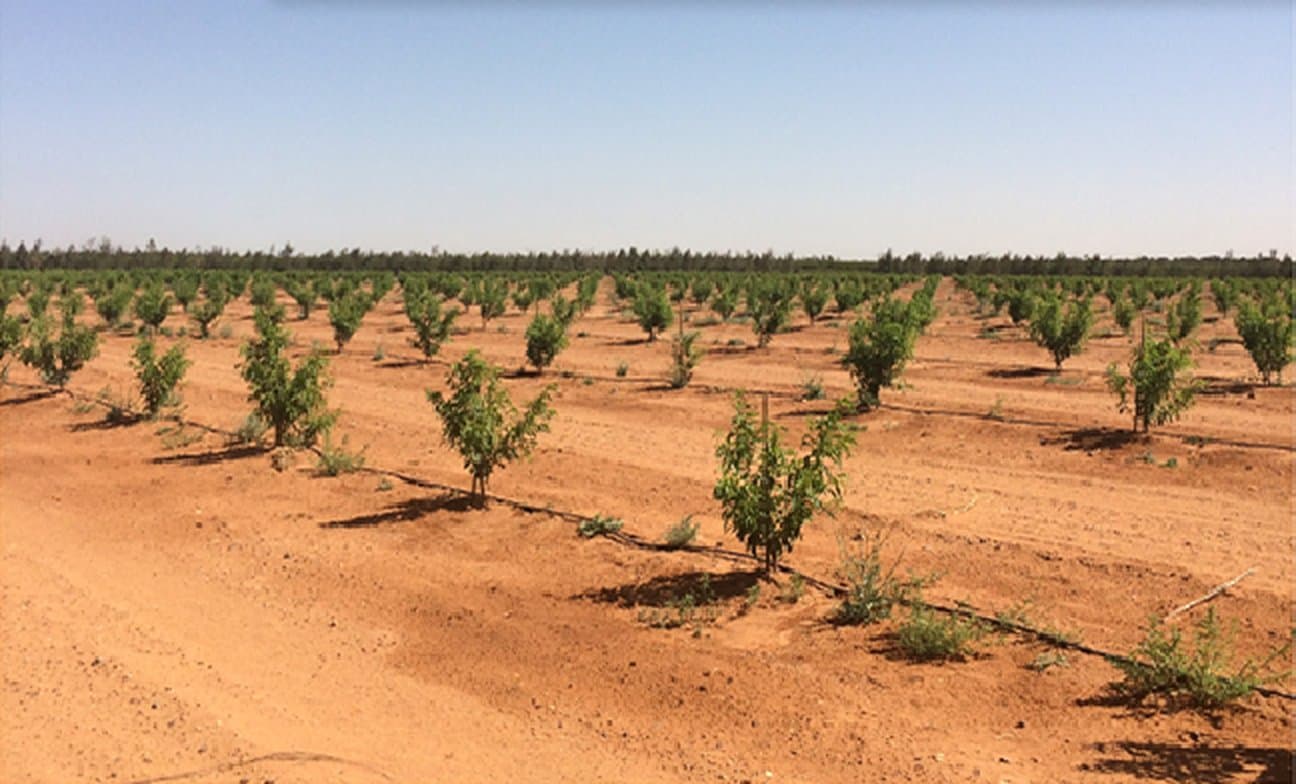 Second-year olives, in the Arabian desert.