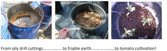 Three stages: oily drill cuttings in a drum, friable earth, then tomato seedlings growing in it