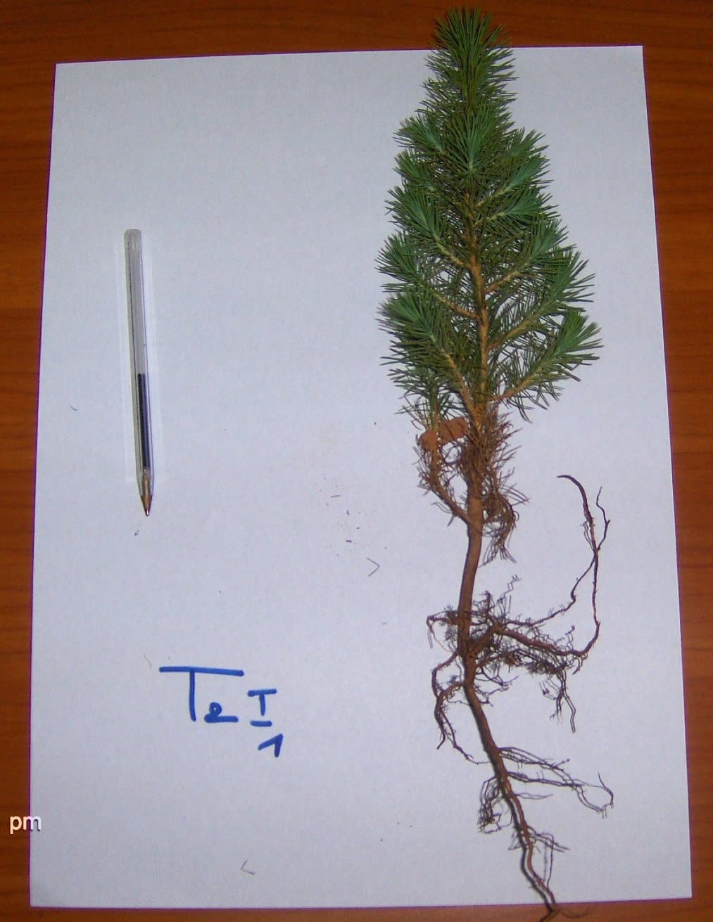 T₂I₁ — Organic + myc.